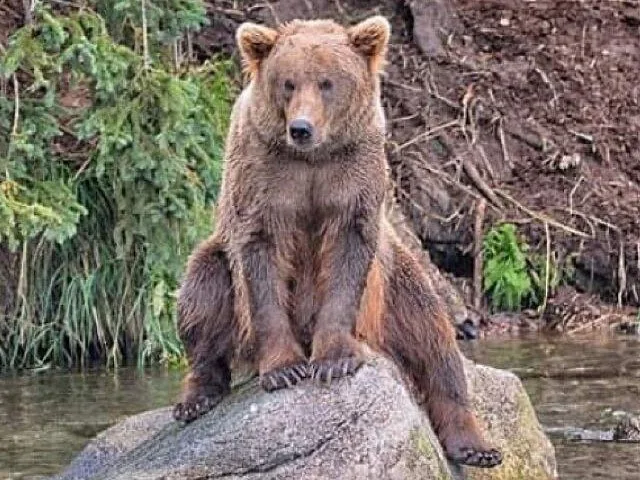 A large brown bear sitting upright on a rock in a river
