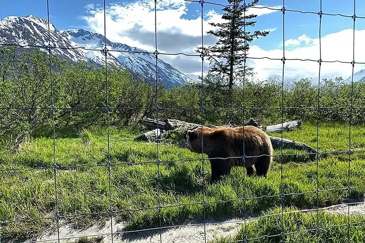 A brown bear standing in a grassy area behind a wire fence