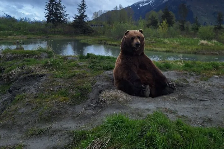 A brown bear sitting on the muddy bank of a calm river
