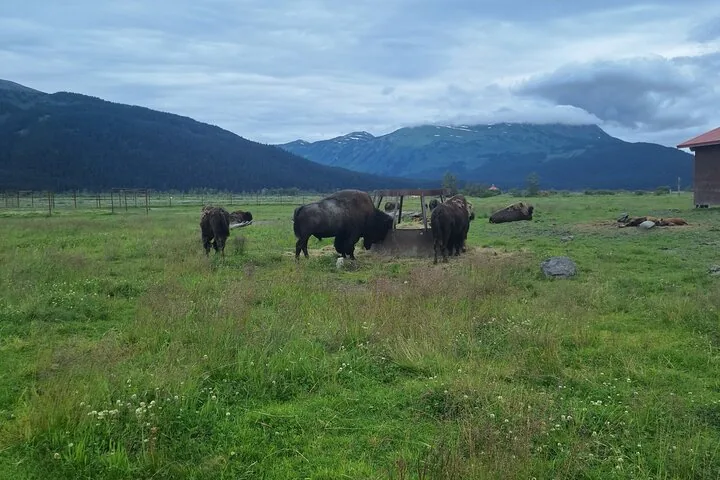 A herd of bison grazing in a large green field near mountains