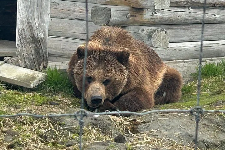 A brown bear lying down behind a wire fence next to logs