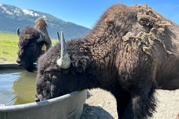 Two bison, one drinking from a grey trough, mountains in the background