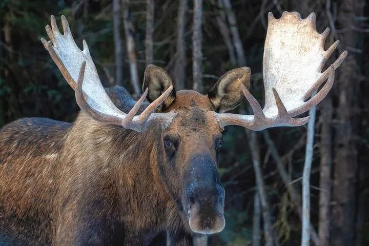 Close-up of a large moose with impressive antlers in a forest