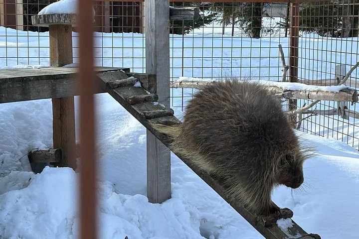 A porcupine climbing up a wooden ramp in a snowy enclosure