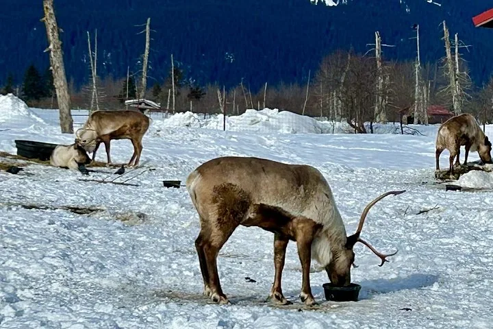 Several caribou in a snowy enclosure, with one eating from a bowl